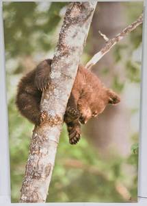 lot 177 image: Tom Knight Black Bear Cub Sleeping Floating Metal Wall Photography