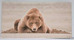 lot 190 image: Tom Knight Coastal Brown Bear Resting in Day Bed Floating Metal Wall Photography