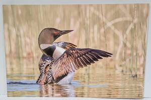 lot 200 image: Tom Knight Common Loon Wing Flap Floating Metal Wall Photography