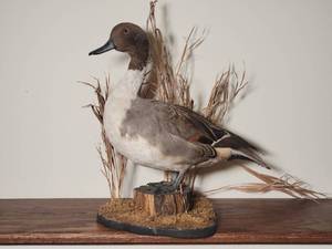 lot 28 image: Professional Taxidermy Fowl Mount - Northern Pintail