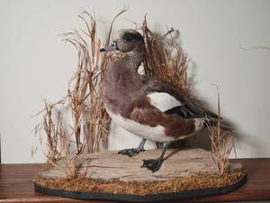 lot 27 image: Professional Taxidermy Fowl Mount - American Wigeon