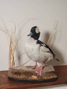 lot 26 image: Professional Taxidermy Fowl Mount - Bufflehead
