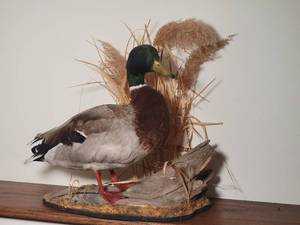 lot 25 image: Professional Taxidermy Fowl Mount - Mallard