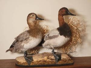 lot 24 image: Professional Taxidermy Fowl Mount - Canvasbacks
