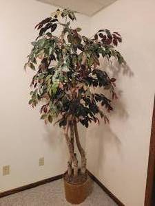 lot 122 image: Seven-Foot Faux Fig Tree & Silk Dieffenbachia