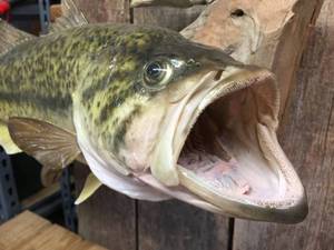 lot 119 image: Nice Largemouth Bass Mount - Well Done
