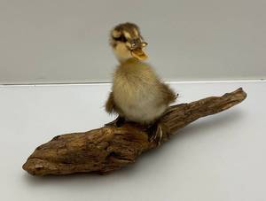 lot 65 image: Baby Duckling Taxidery Mount