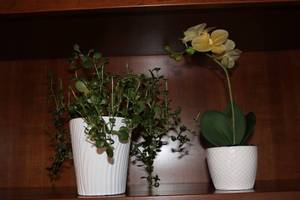 lot 10 image: Set of 2 Potted Plants - Greenery and Orchid