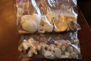 lot 48 image: Collection of Seashells and Beach Stones - Assorted