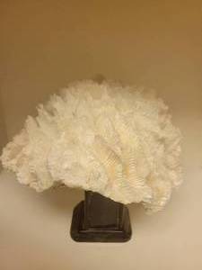 lot 152 image: White 8 12 wide Meandrina Coral on Stand.