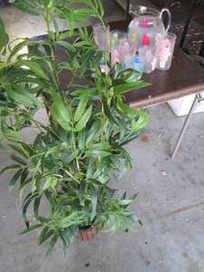 Faux Bamboo tree decor plus Summer ...