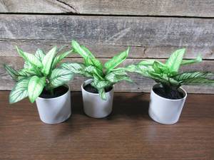lot 46 image: Set of 3 Project 62 Faux Potted Plants-Dieffenbachia-Dumb Cane