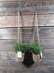 lot 47 image: Set of 2 Threshold Faux Mini Money Leaf Plants