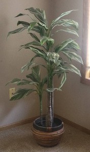 lot 123 image: Fantastic Faux Corn Plant