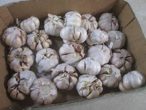 (B-1) Garlic...