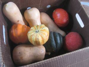 (B-2) Assorted Squash...