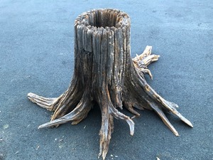 lot 4 image: Great Looking Large Hollow Tree Stump wRoots