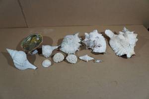 lot 170 image: Assorted Sea Shells