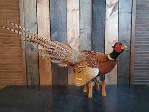 Super Cool Vintage Phesant Mount on Stand