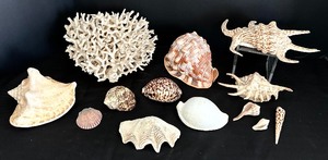 lot 57 image: Stunning Lot of Seashells
