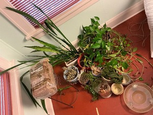 lot 281 image: House Plants Plus Extras