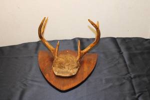 lot 26 image: Vintage Antler Mount Plaque with Fur