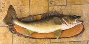 lot 61 image: Taxidermy Walleye Mount