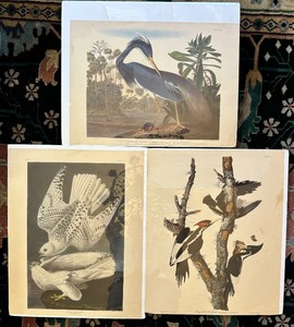 lot 191 image: Beautiful Prints Iceland or Jer Falcon, Ivory Billed Woodpecker Falco Island, Louisiana Hern Adrea