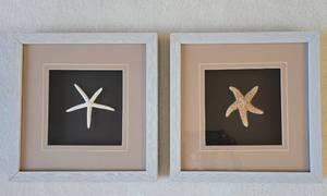 lot 146 image: Seashell in Shadow Box Decor