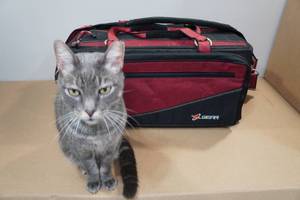 lot 229 image: Planet Gear Semi-Rigid Gear Bag