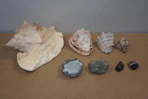 lot 249 image: Sea Shells and Rocks