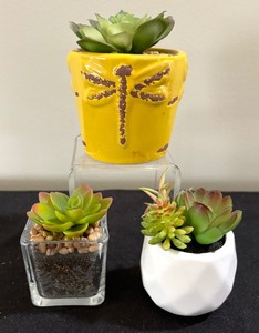 Three Decorative Faux Succulent Plants