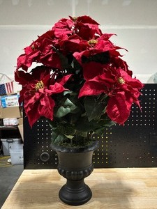 Large Poinsettia in Planter 31 Tall