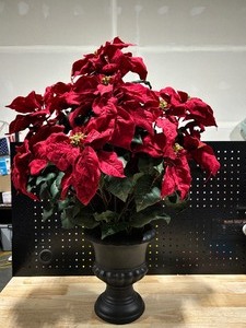 Large Poinsettia in Planter 31 Tall