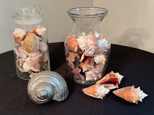 lot 60 image: Decorative Metal Seashell and Variety of Beautiful Seashells