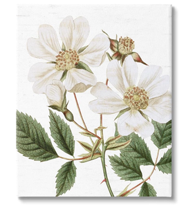 lot 127 image: Stupell Industries White Rose of York Vintage Flower Botanical Print,16 x 20, Design by Lettered and Lined