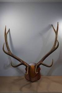 Elk Antler Mount