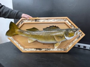 lot 168 image: Mounted walleye trophy, 28 fish, taxidermy fish mount