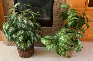 lot 51 image: Two Fake Plants 38 Tall