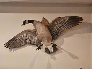lot 7 image: Majestic Taxidermy Canadian Goose Mount