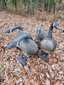 lot 264 image: Canadian Geese Full Body Decoy Assortment  4