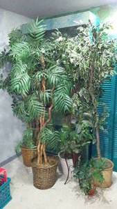 lot 776 image: Silk Trees(3) and Plants(3).