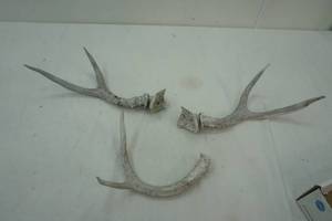 lot 327 image: antlers lot