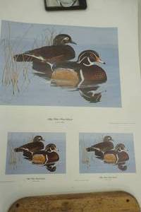 lot 588 image: duck print Blue Water Wood Ducks by Bruce Diehl