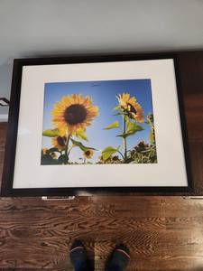 lot 59 image: Framed Sunflower Photograph