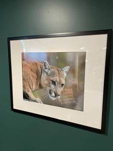lot 216 image: Framed Cougar Photography Print