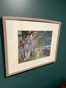 lot 217 image: Framed Lynx Wildlife Photo