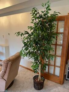Faux 7 Indoor Tree Plant - Bring Help to Remove