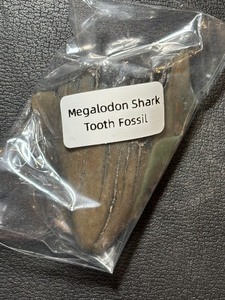 Megalodon Shark Tooth Fossil