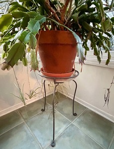 lot 263 image: Black Metal Plant Stand with Large Plant